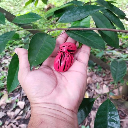 Philip Mary Farm Stay Thekkady Bagian luar foto