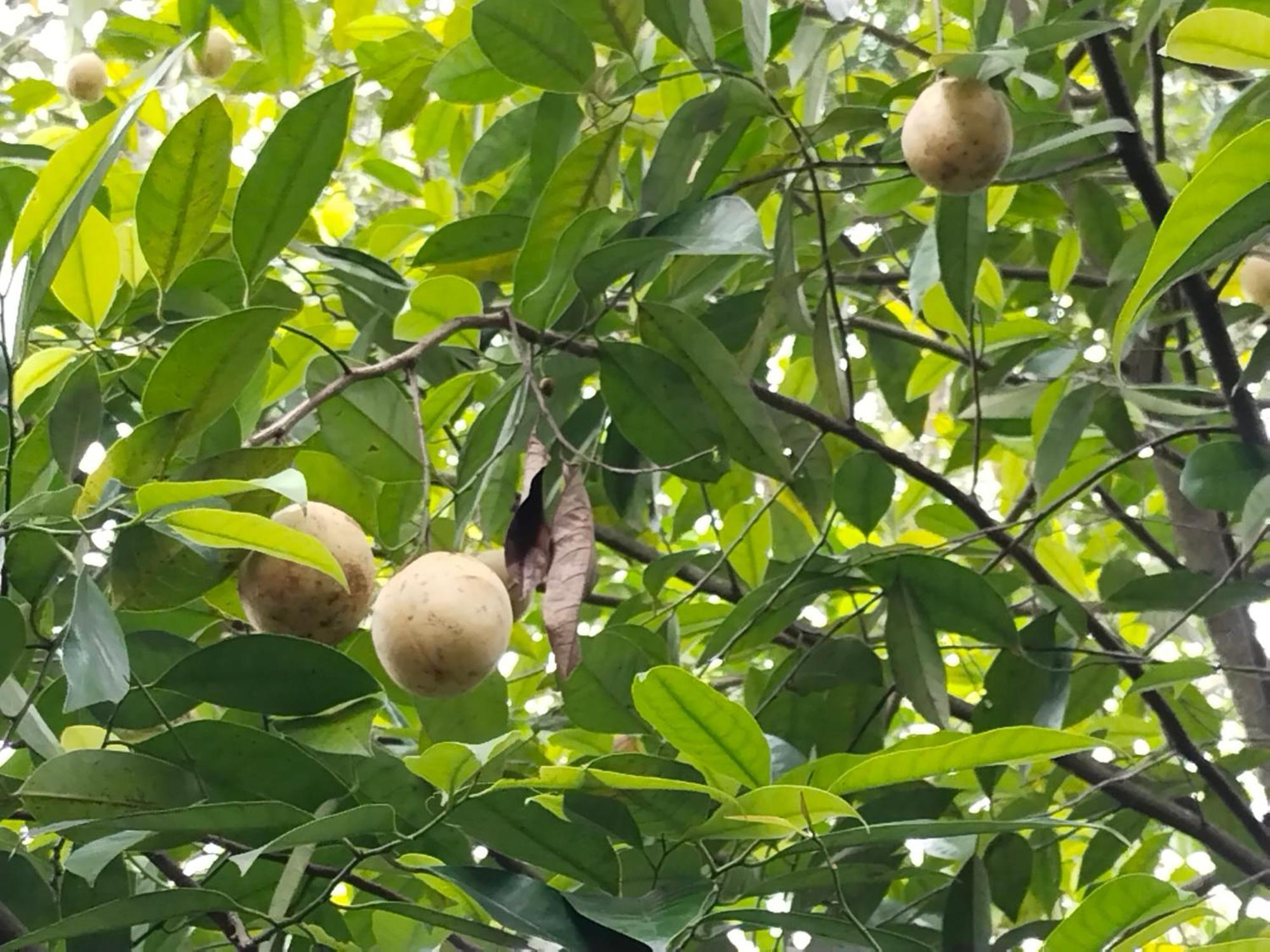 Philip Mary Farm Stay Thekkady Bagian luar foto