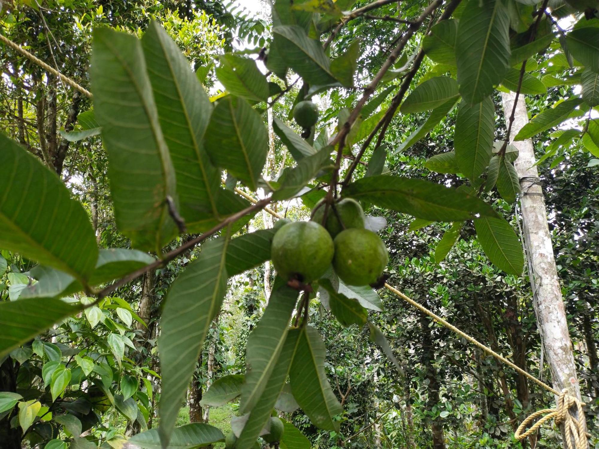 Philip Mary Farm Stay Thekkady Bagian luar foto