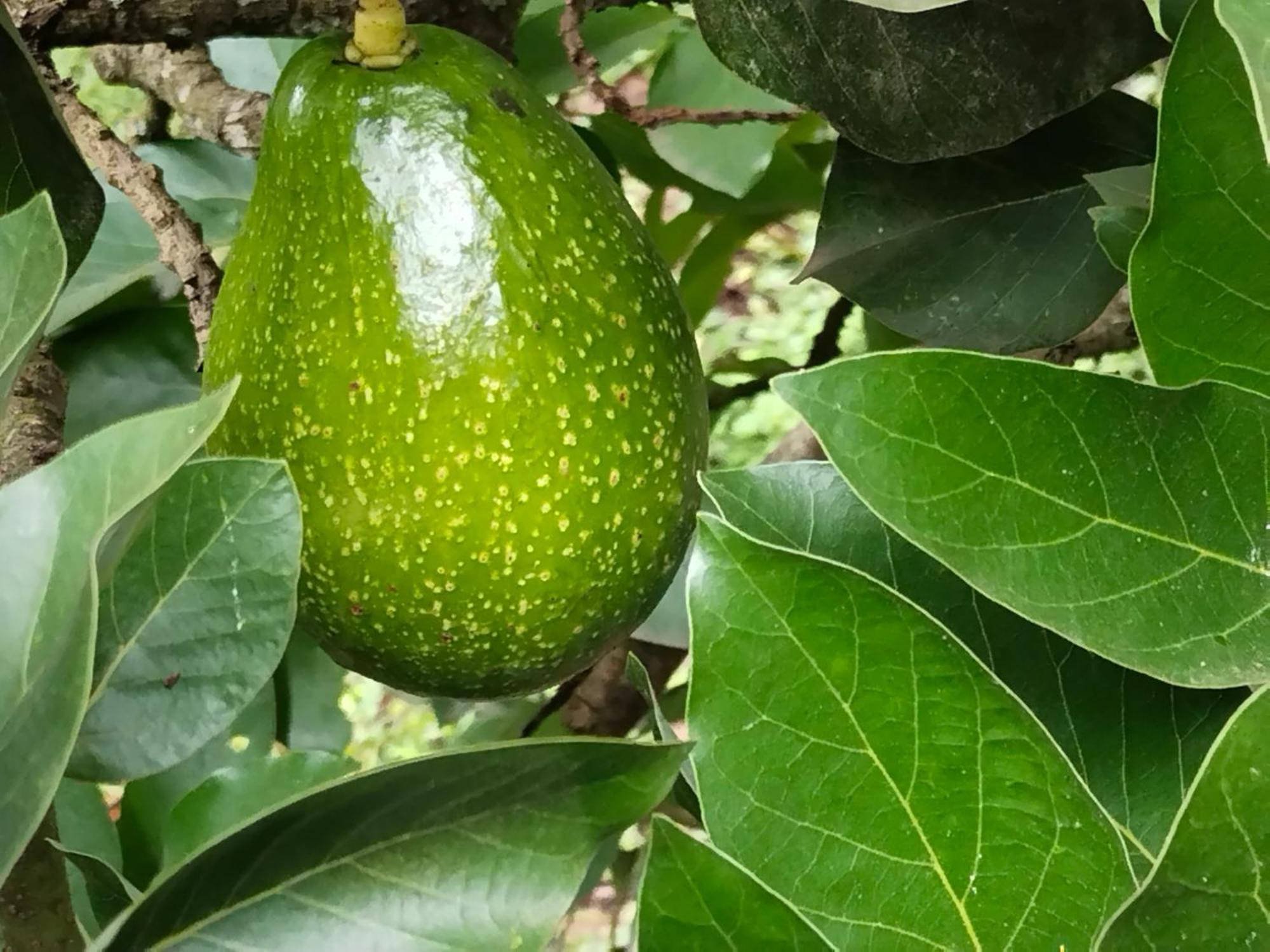 Philip Mary Farm Stay Thekkady Bagian luar foto
