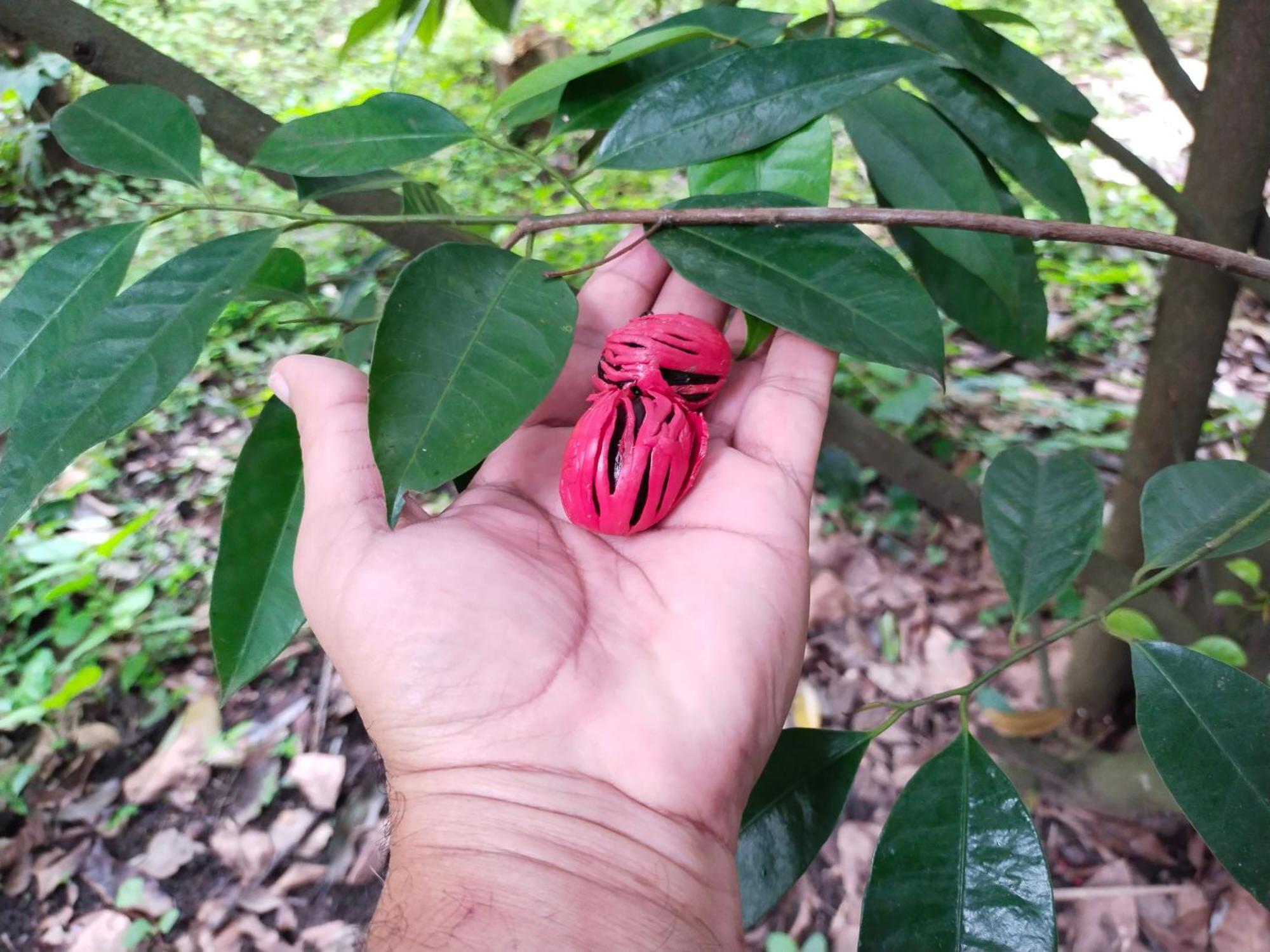 Philip Mary Farm Stay Thekkady Bagian luar foto