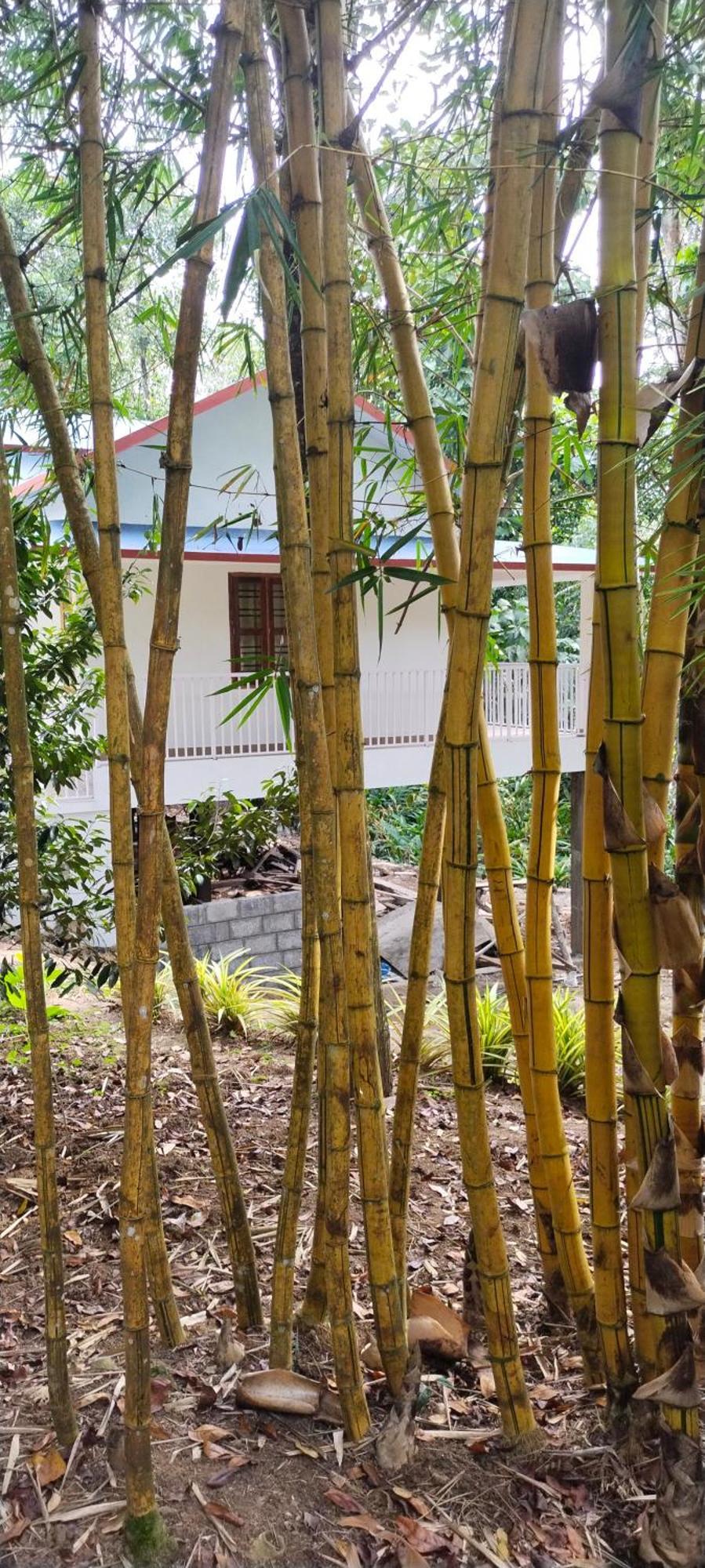 Philip Mary Farm Stay Thekkady Bagian luar foto